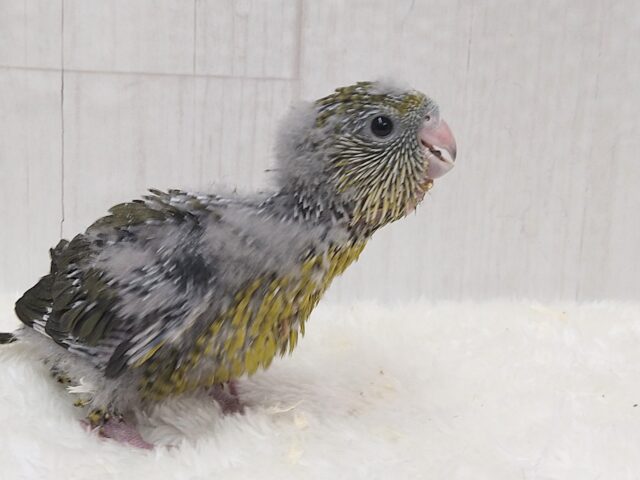 サザナミインコ