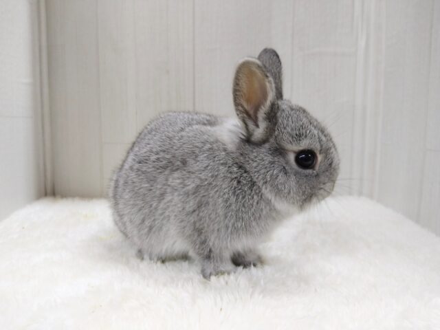 ミニウサギ