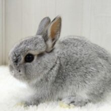 モフモフミニウサギさんが来ました〜