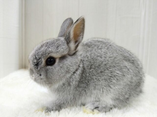 モフモフミニウサギさんが来ました〜