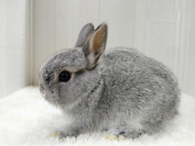 ミニウサギ