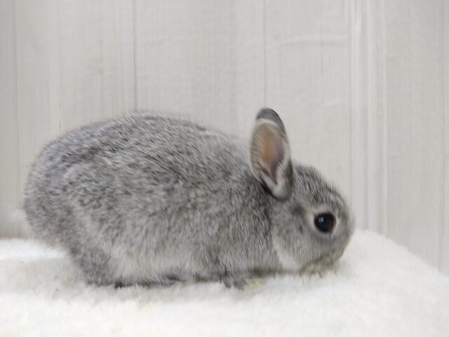 ミニウサギ
