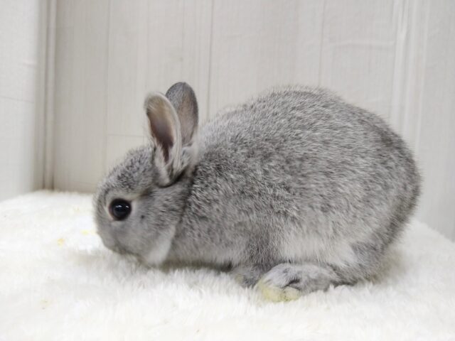 ミニウサギ