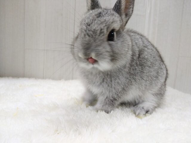 ミニウサギ
