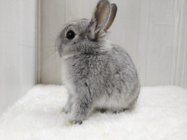 ミニウサギ