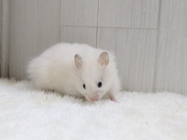 ゴールデンハムスター