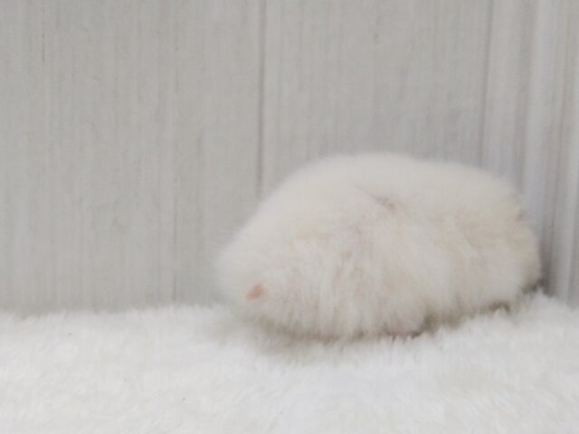 ゴールデンハムスター