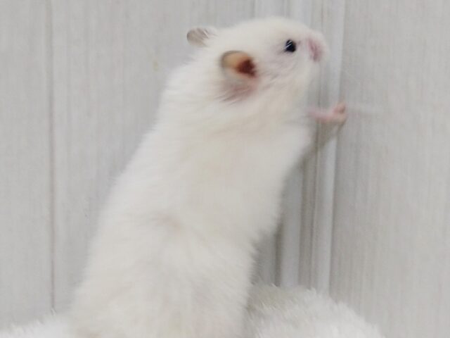 ゴールデンハムスター