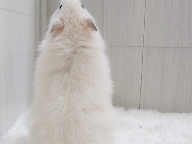 ゴールデンハムスター