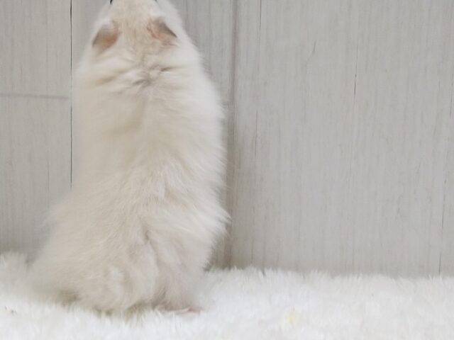 ゴールデンハムスター