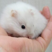 レア!?チラリと光る❇️サテンハムスターさんホワイト系な