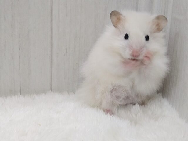 ゴールデンハムスター