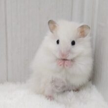 ふわふわわたあめみたいなハムスターさん来ましたよ〜