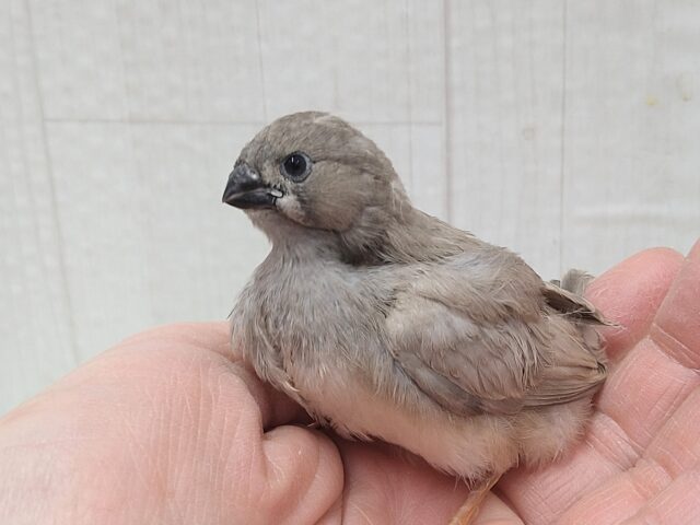 ジャンボキンカチョウ