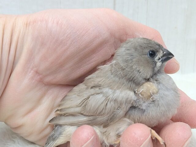 ジャンボキンカチョウ