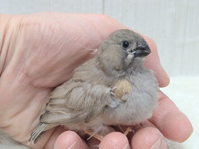 ジャンボキンカチョウ