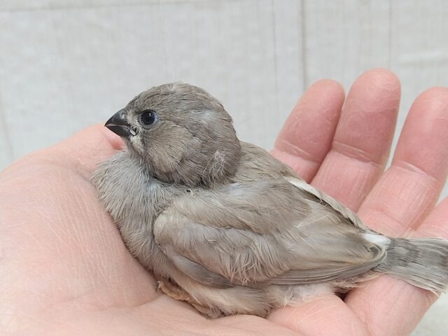 ジャンボキンカチョウ