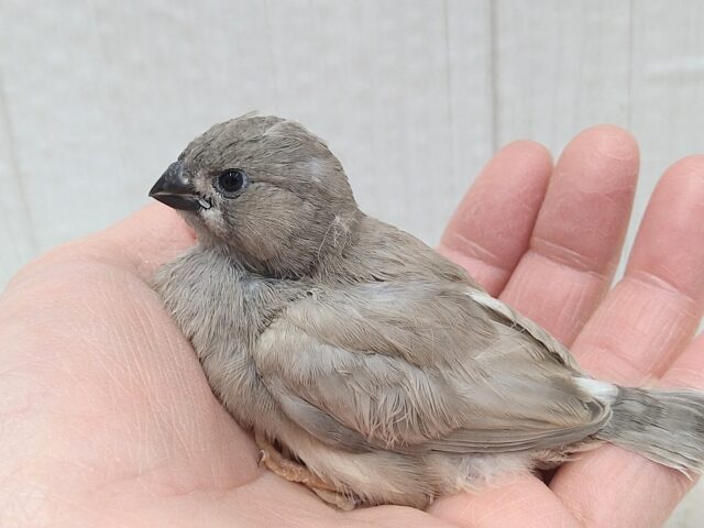 ジャンボキンカチョウ