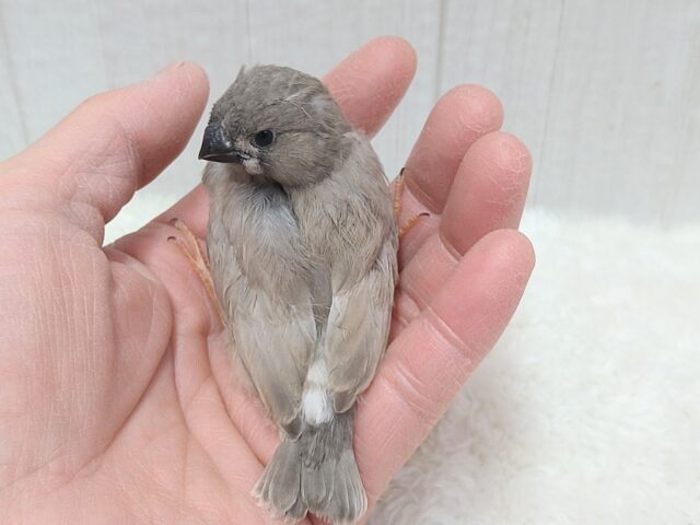 ジャンボキンカチョウ