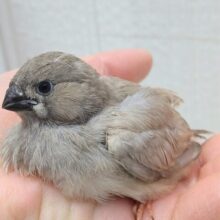 最新画像あります✨レアです！ジャンボキンカ鳥ヒナさん来ました！