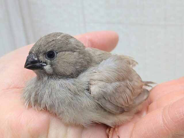 最新画像あります✨レアです！ジャンボキンカ鳥ヒナさん来ました！