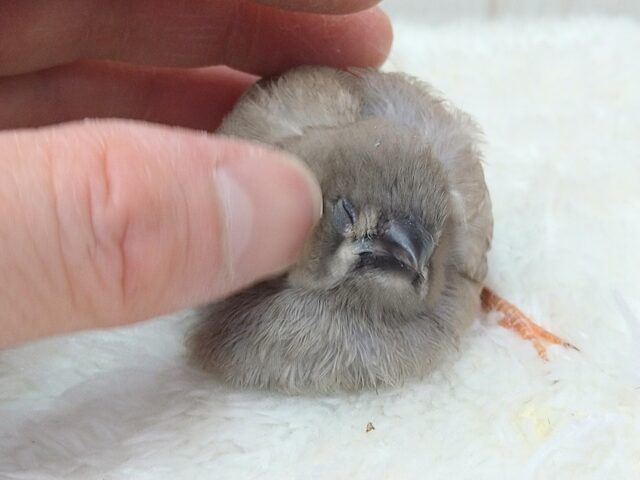 ジャンボキンカチョウ