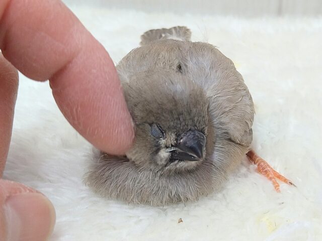 ジャンボキンカチョウ