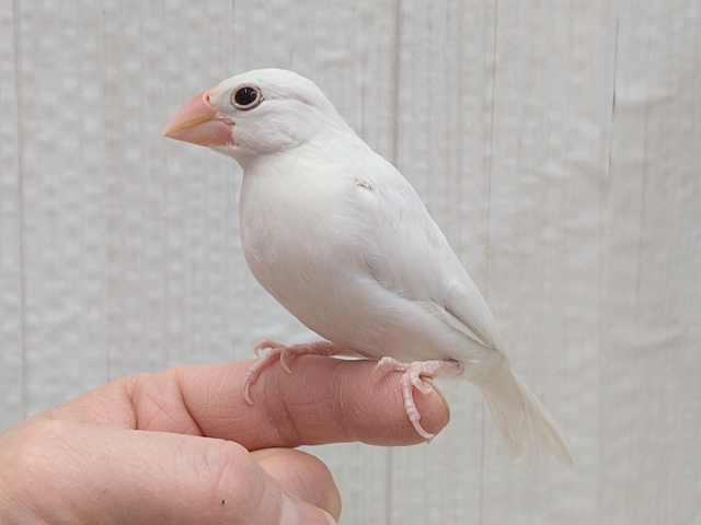 白鷗【小鳥＝羽虫無心】肉質画 白鷗【小鳥＝羽虫無心】肉質画 album; print | British Museum