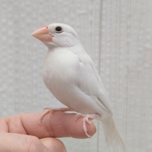 最新画像あります！将来は真っ白お餅ちゃんを夢見てるの〜💭王道人気の👑白文鳥✨