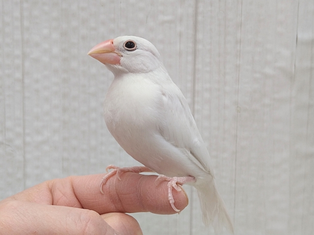 最新画像あります！将来は真っ白お餅ちゃんを夢見てるの〜💭王道人気の👑白文鳥✨