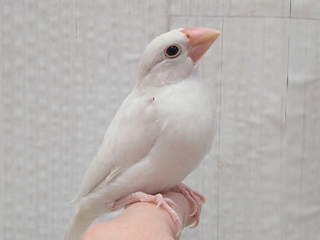 最新画像あります！将来は真っ白お餅ちゃんを夢見てるの〜💭王道人気の