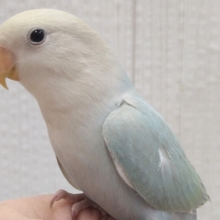 最新画像有ります⭐️ふわふわ🩵ハワイまで連れてって〜🌺コザクラインコのオパーリン系！！