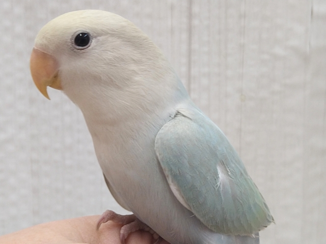 最新画像有ります⭐️ふわふわ🩵ハワイまで連れてって〜🌺コザクラインコのオパーリン系！！