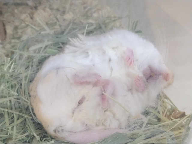 マカロニマウス（ファットテールジャービル、オブトアレチネズミ）