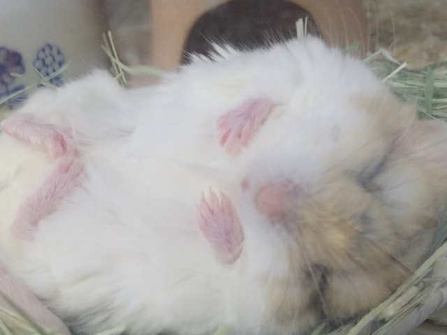 マカロニマウス（ファットテールジャービル、オブトアレチネズミ）