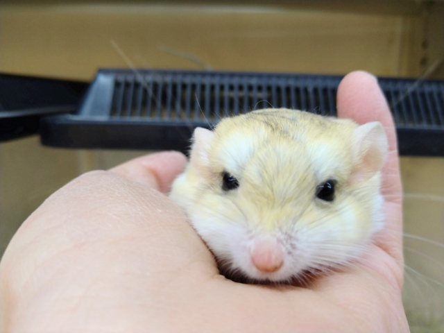 マカロニマウス（ファットテールジャービル、オブトアレチネズミ）