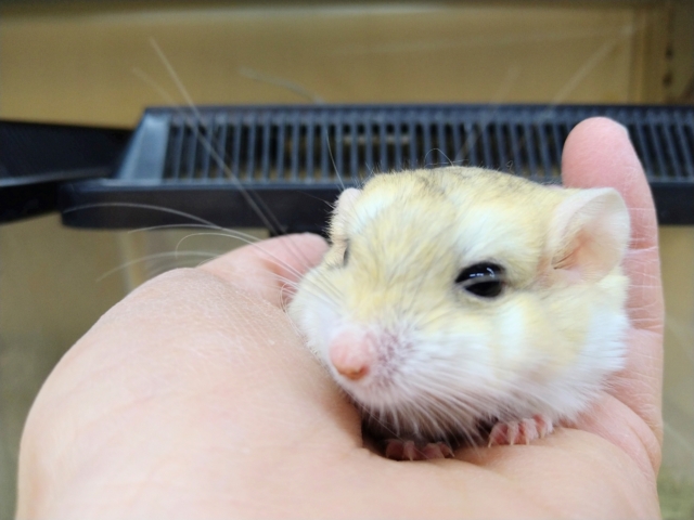 マカロニマウス（ファットテールジャービル、オブトアレチネズミ）