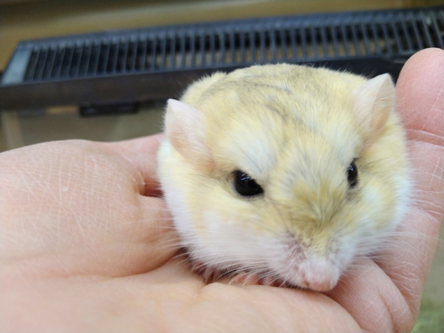 マカロニマウス（ファットテールジャービル、オブトアレチネズミ）