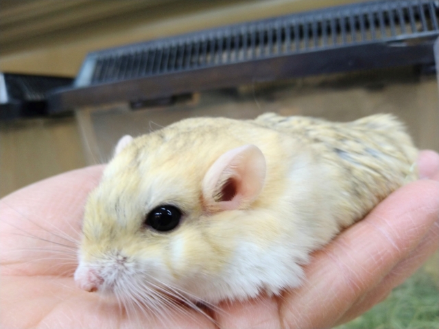 マカロニマウス（ファットテールジャービル、オブトアレチネズミ）