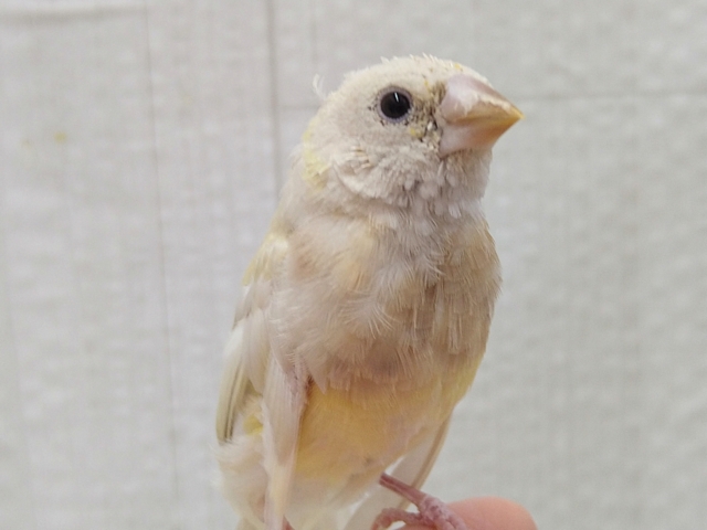 最新画像あります！ずんだシェイクみたいな美味しそうなカラー💚コキン鳥ヒナさん