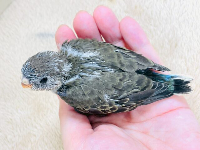 美しい羽模様✨️✨アキクサインコちゃん❣️(ノーマル)ヒナ アキクサインコ(秋草インコ)