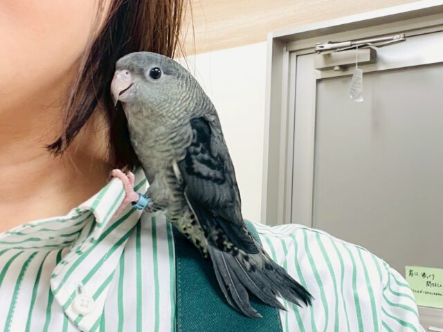 サザナミインコ