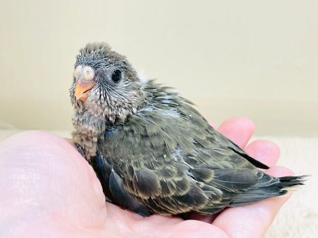 美しい羽模様✨️✨アキクサインコちゃん❣️(ノーマル)ヒナ アキクサインコ(秋草インコ)