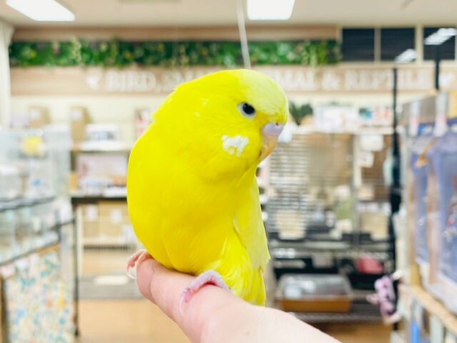 ジャンボセキセイインコ