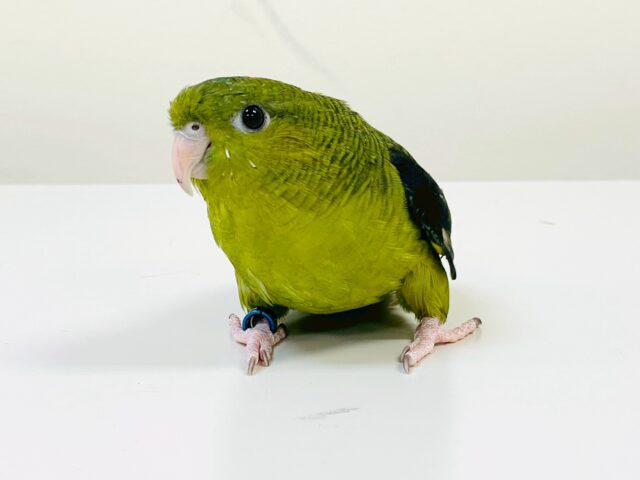 サザナミインコ