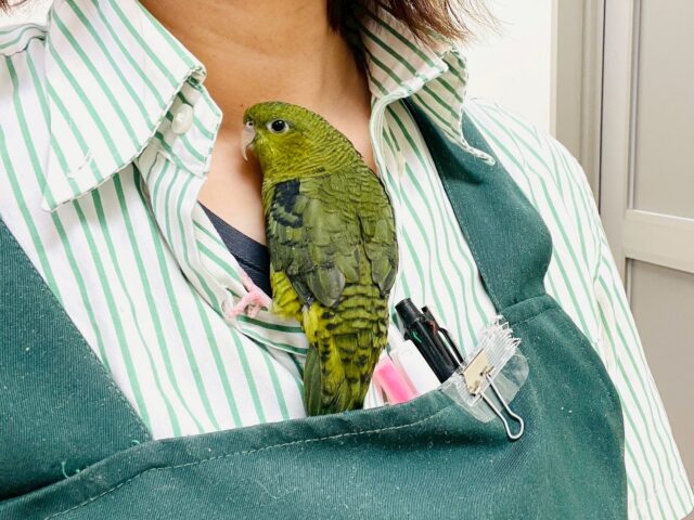 サザナミインコ