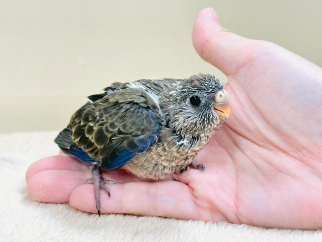 美しい羽模様✨️✨アキクサインコちゃん❣️(ノーマル)ヒナ アキクサインコ(秋草インコ)