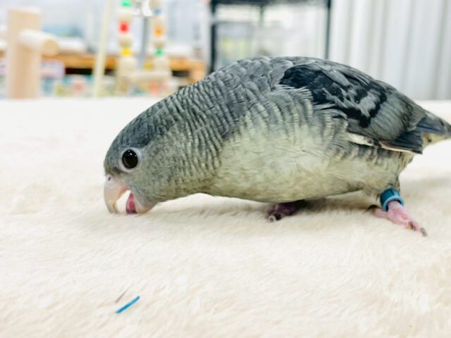 サザナミインコ
