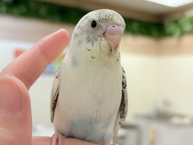 【最新画像🪄︎︎💫ひな餌1回】ぽわっと可愛いセキセイインコちゃん💕(クリームハルクイン)ヒナ セキセイインコ