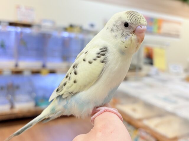 【最新画像🪄︎︎💫ひな餌1回】ぽわっと可愛いセキセイインコちゃん💕(クリームハルクイン)ヒナ セキセイインコ